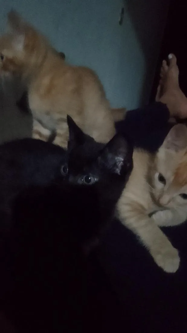 Gato raça SRD-ViraLata idade 2 a 6 meses nome sem nome 