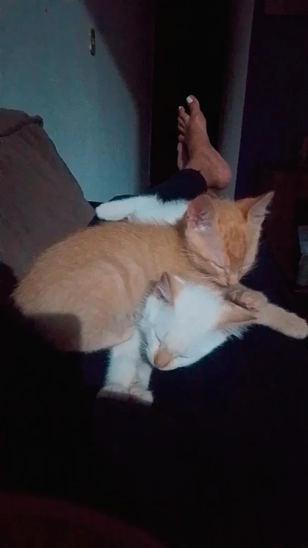Gato raça SRD-ViraLata idade 2 a 6 meses nome sem nome 