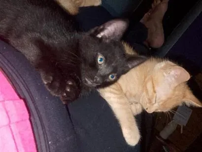 Gato raça SRD-ViraLata idade 2 a 6 meses nome sem nome 