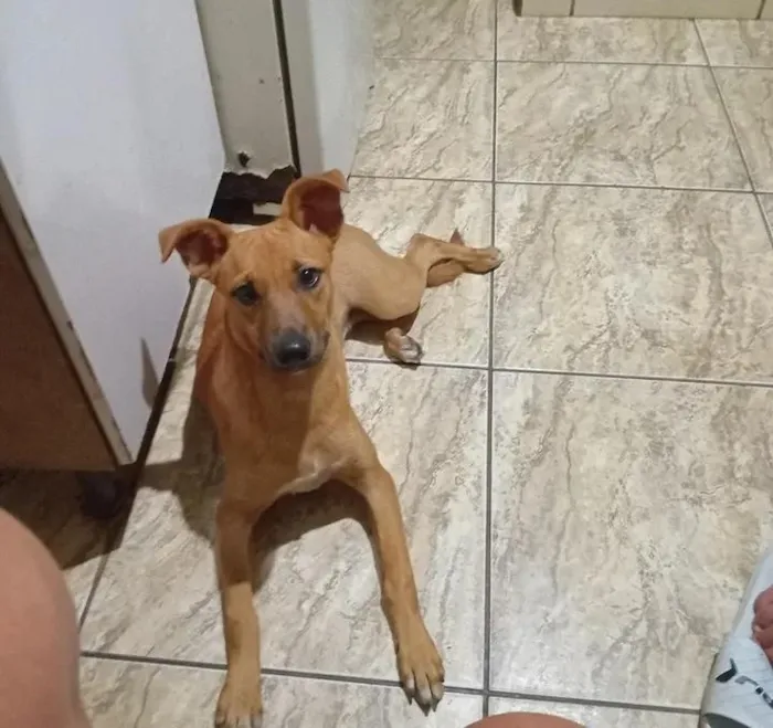 Cachorro raça SRD-ViraLata idade 1 ano nome Jade