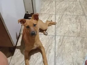 Cachorro raça SRD-ViraLata idade 1 ano nome Jade