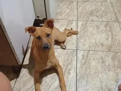 Cachorro raça SRD-ViraLata idade 1 ano nome Jade