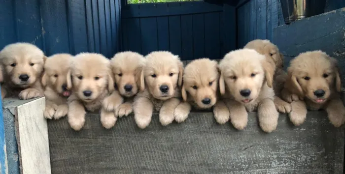 Cachorro raça Labrador idade 2 a 6 meses nome Golden filhote