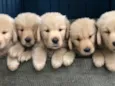 Golden filhote