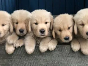 Cachorro raça Labrador idade 2 a 6 meses nome Golden filhote