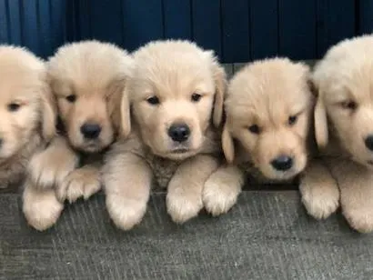 Cachorro raça Labrador idade 2 a 6 meses nome Golden filhote