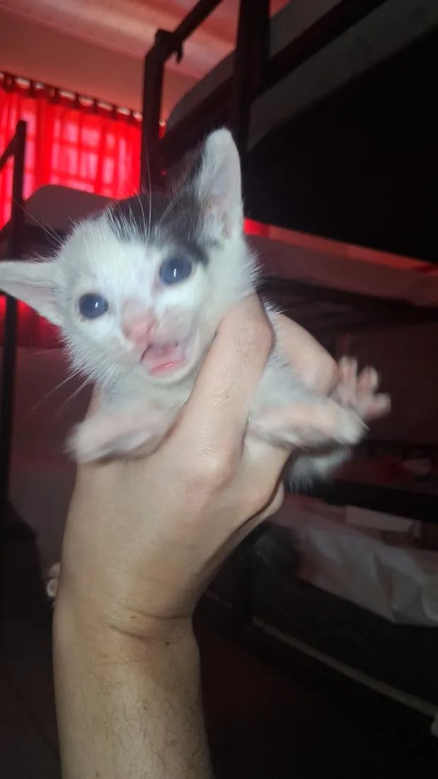 Gato raça SRD-ViraLata idade Abaixo de 2 meses nome Smilinguido