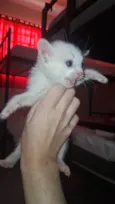 Smilinguido