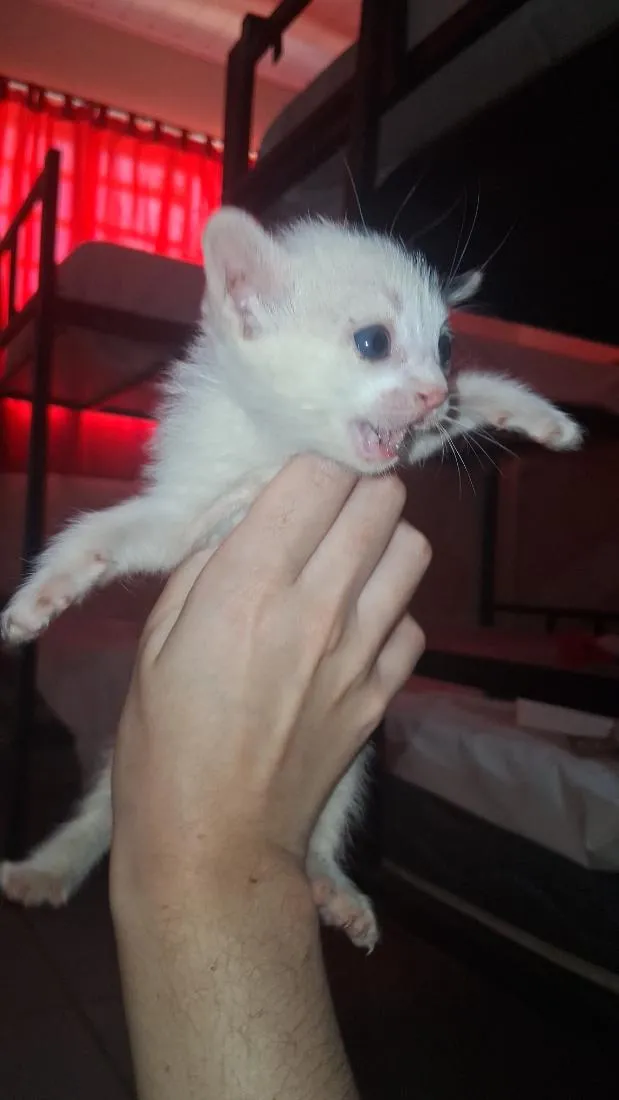 Gato raça SRD-ViraLata idade Abaixo de 2 meses nome Smilinguido