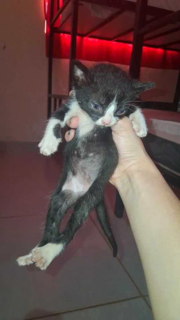 Gato raça SRD-ViraLata idade Abaixo de 2 meses nome Fuligem 