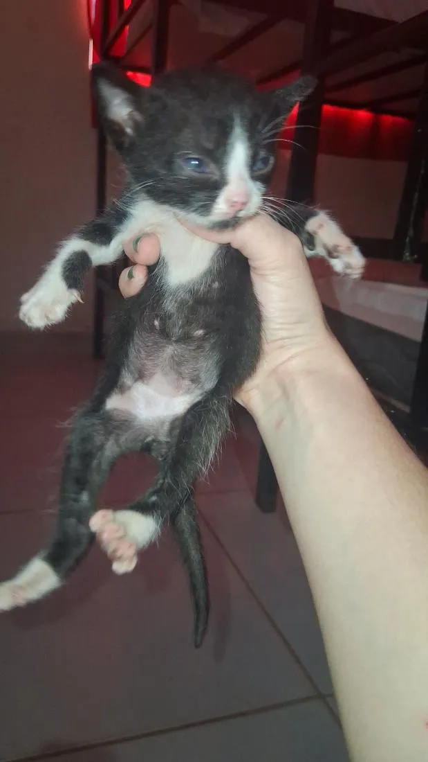 Gato raça SRD-ViraLata idade Abaixo de 2 meses nome Fuligem 