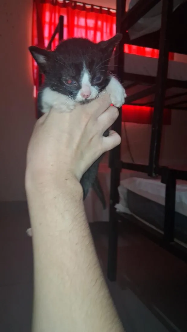 Gato raça SRD-ViraLata idade Abaixo de 2 meses nome Fuligem 