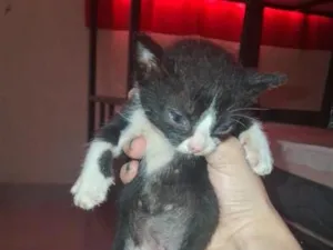 Gato raça SRD-ViraLata idade Abaixo de 2 meses nome Fuligem 