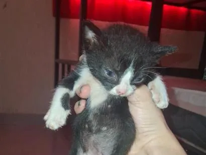 Gato raça SRD-ViraLata idade Abaixo de 2 meses nome Fuligem 