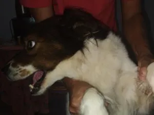 Cachorro raça SRD-ViraLata idade 2 anos nome Brayan 