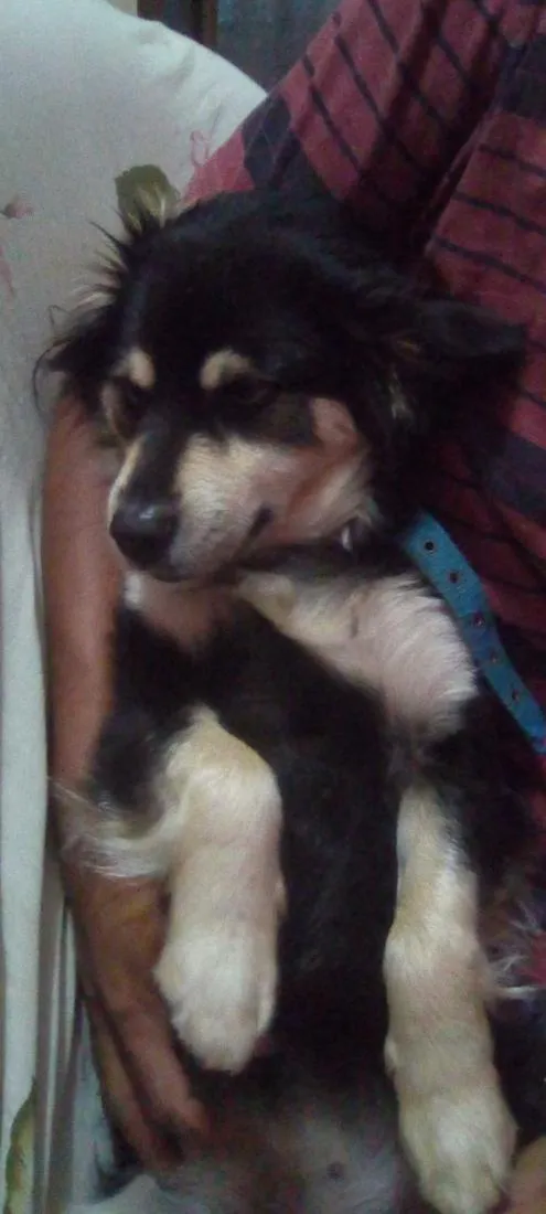 Cachorro raça SRD-ViraLata idade 6 ou mais anos nome Beethoven