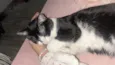Chico