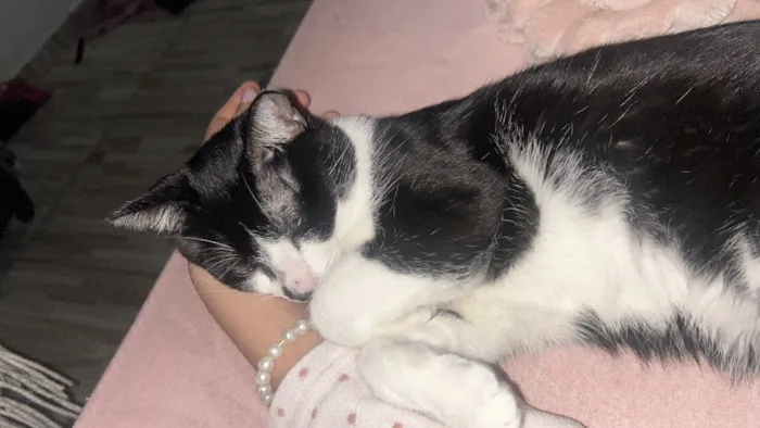 Gato raça SRD-ViraLata idade 7 a 11 meses nome Chico