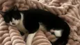Chico