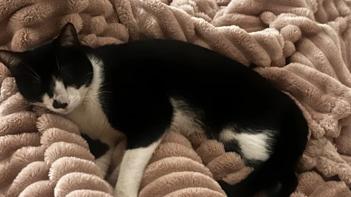 Gato raça SRD-ViraLata idade 7 a 11 meses nome Chico