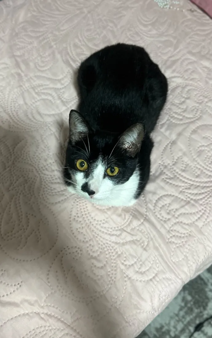 Gato raça SRD-ViraLata idade 7 a 11 meses nome Chico
