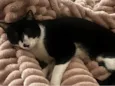 Chico