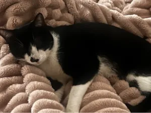 Gato raça SRD-ViraLata idade 7 a 11 meses nome Chico