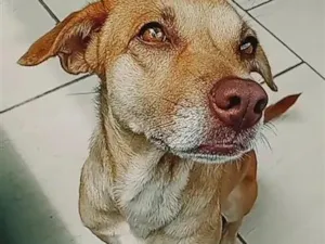 Cachorro raça SRD-ViraLata idade 6 ou mais anos nome Kyra
