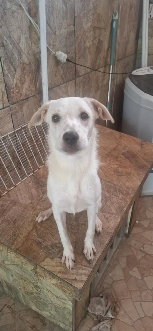 Cachorro raça SRD-ViraLata idade 7 a 11 meses nome atena