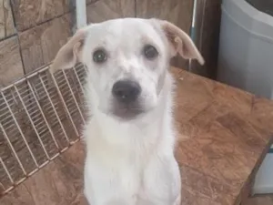 Cachorro raça SRD-ViraLata idade 7 a 11 meses nome atena