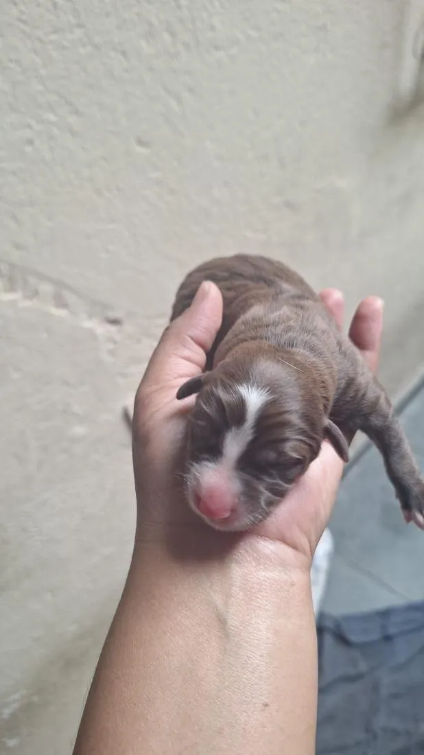 Cachorro raça SRD-ViraLata idade Abaixo de 2 meses nome chamamos a mãe de mel 