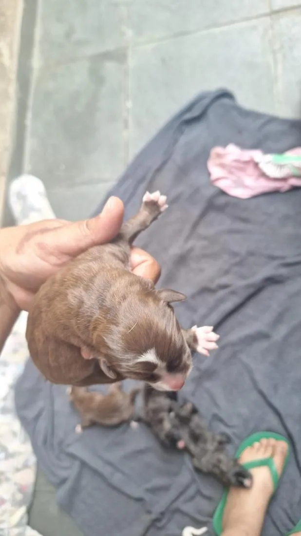 Cachorro raça SRD-ViraLata idade Abaixo de 2 meses nome chamamos a mãe de mel 
