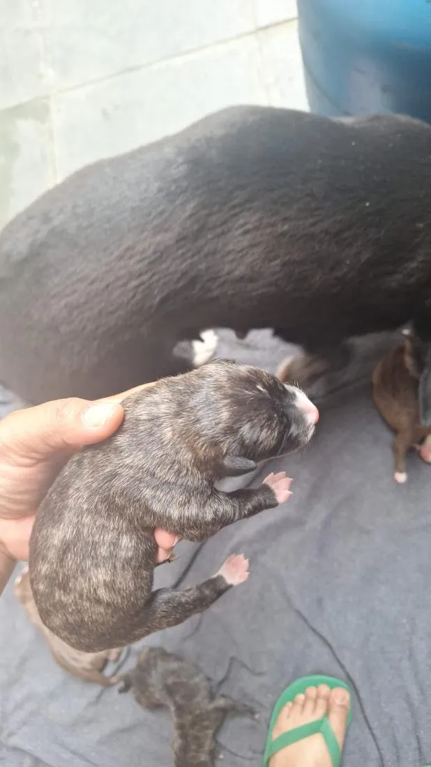 Cachorro raça SRD-ViraLata idade Abaixo de 2 meses nome chamamos a mãe de mel 