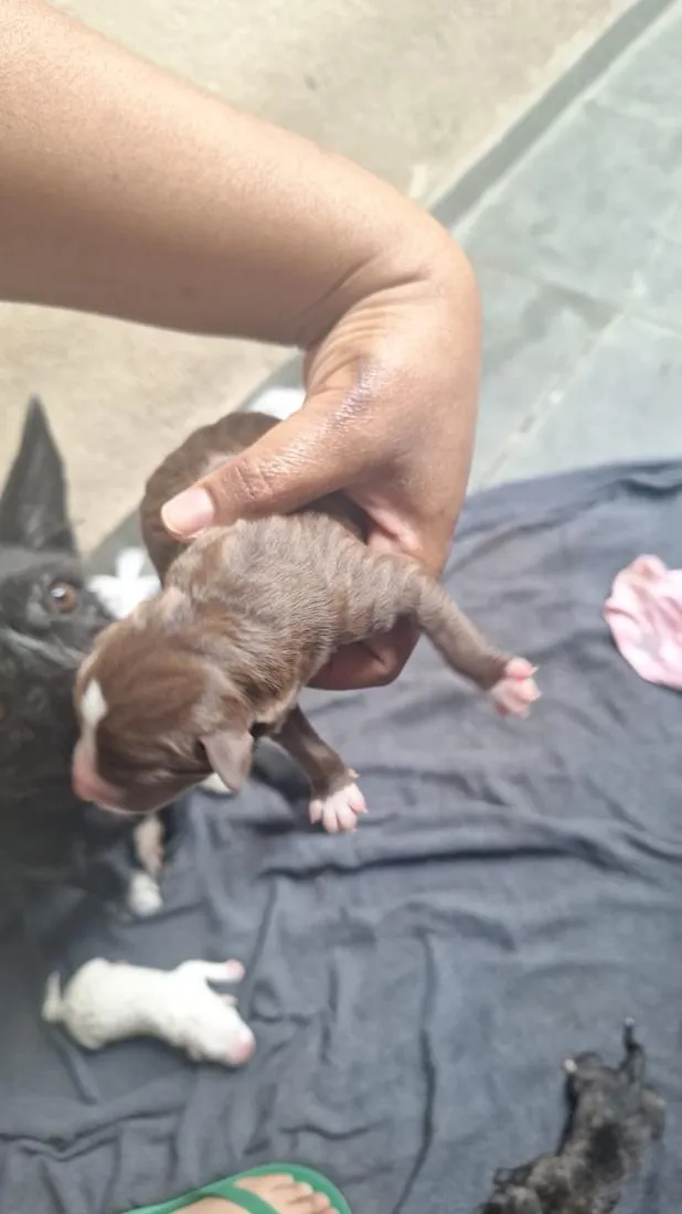 Cachorro raça SRD-ViraLata idade Abaixo de 2 meses nome chamamos a mãe de mel 