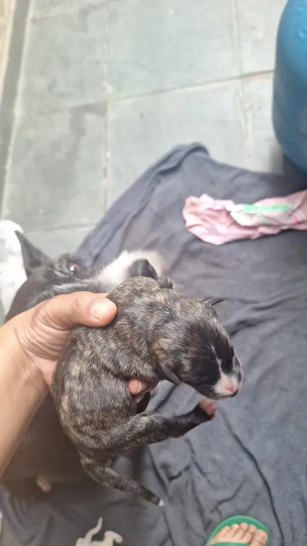 Cachorro raça SRD-ViraLata idade Abaixo de 2 meses nome chamamos a mãe de mel 