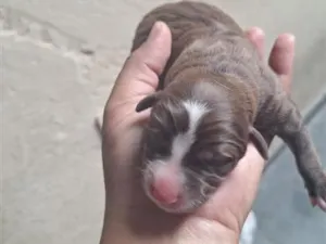 Cachorro raça SRD-ViraLata idade Abaixo de 2 meses nome chamamos a mãe de mel 