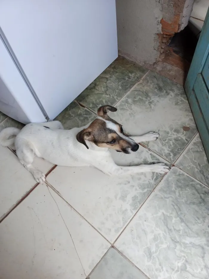 Cachorro raça SRD-ViraLata idade 2 a 6 meses nome nick