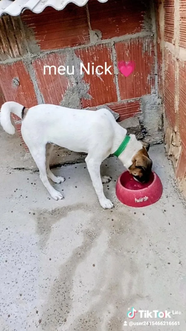 Cachorro raça SRD-ViraLata idade 2 a 6 meses nome nick