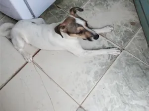 Cachorro raça SRD-ViraLata idade 2 a 6 meses nome nick