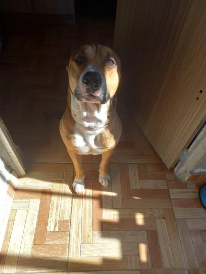 Cachorro raça Pit-Bull idade 4 anos nome Bob