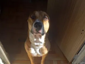 Cachorro raça Pit-Bull idade 4 anos nome Bob