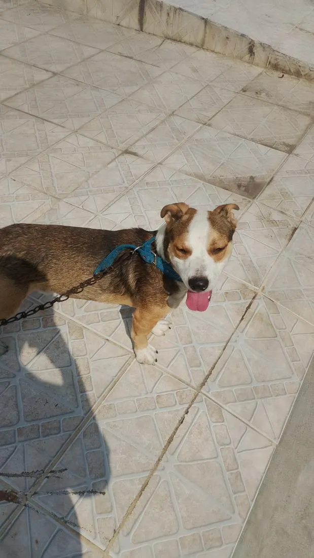Cachorro raça Pit-Bull idade 7 a 11 meses nome leal
