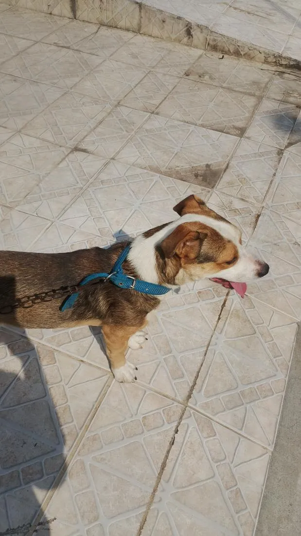 Cachorro raça Pit-Bull idade 7 a 11 meses nome leal