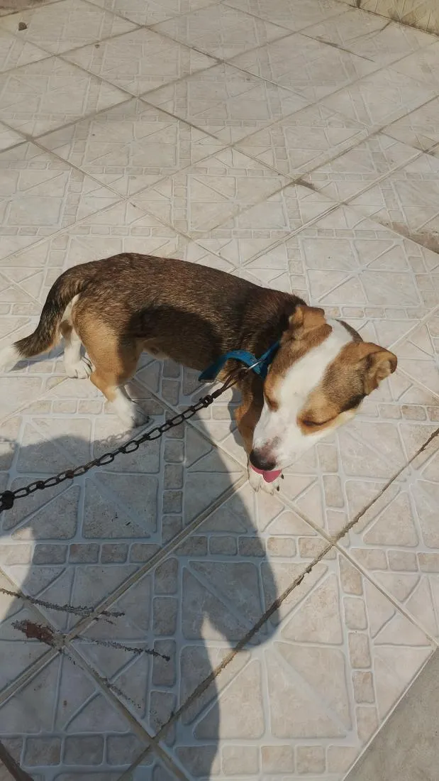 Cachorro raça Pit-Bull idade 7 a 11 meses nome leal