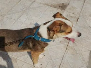 Cachorro raça Pit-Bull idade 7 a 11 meses nome leal