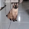mimosa 