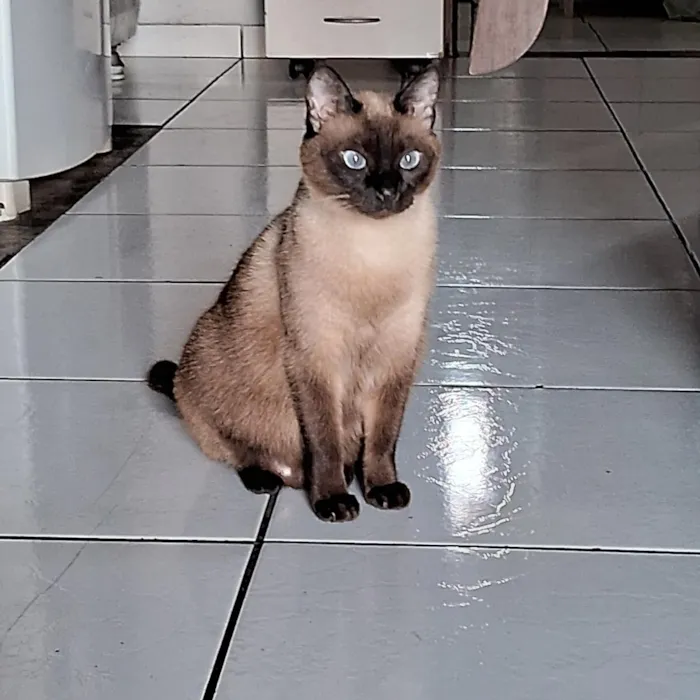 Gato raça Siamês idade 7 a 11 meses nome mimosa 