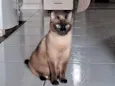 mimosa 