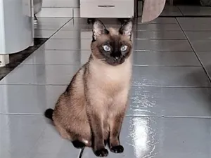 Gato raça Siamês idade 7 a 11 meses nome mimosa 