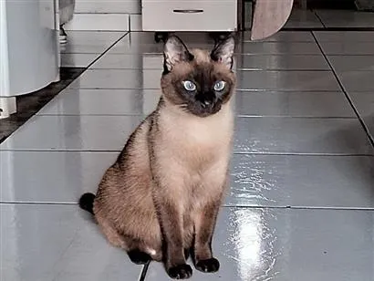 Gato raça Siamês idade 7 a 11 meses nome mimosa 